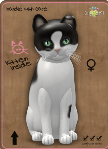 KittyCatS Box - ChatCocoWh2JadePorcelain