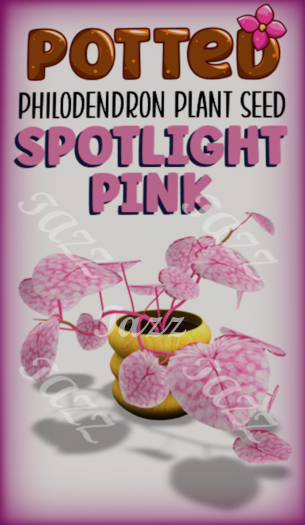 Potted: Philodendron Plant Seed: Spotlight Pink