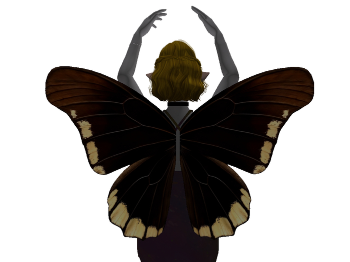 Black&Yellow Butterfly Wings