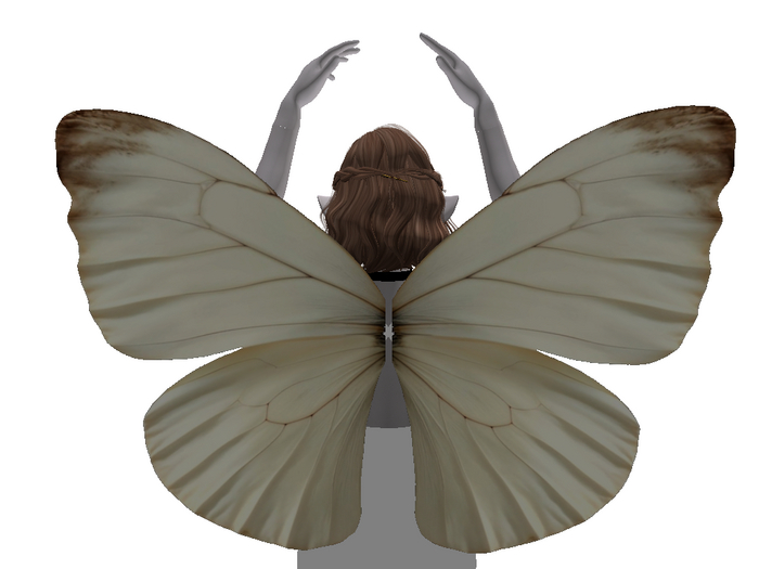 White Butterfly Wings