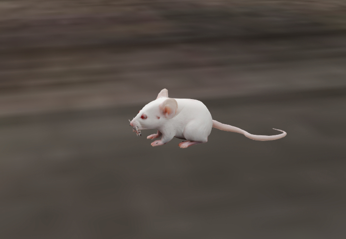 Albino Mouse