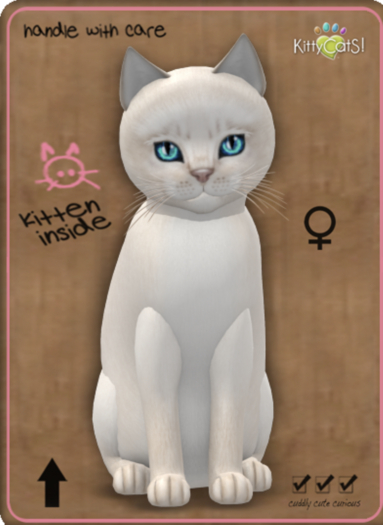 KittyCatS Box - AbyCremeOceania