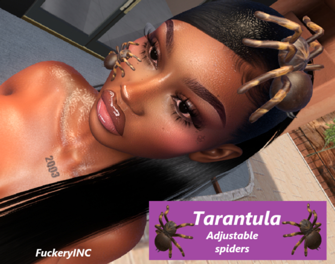 tarantula Spiders