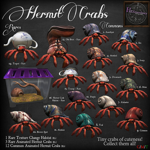 16. *HEXtraordinary* Hermit Crab Habitat - RARE 1