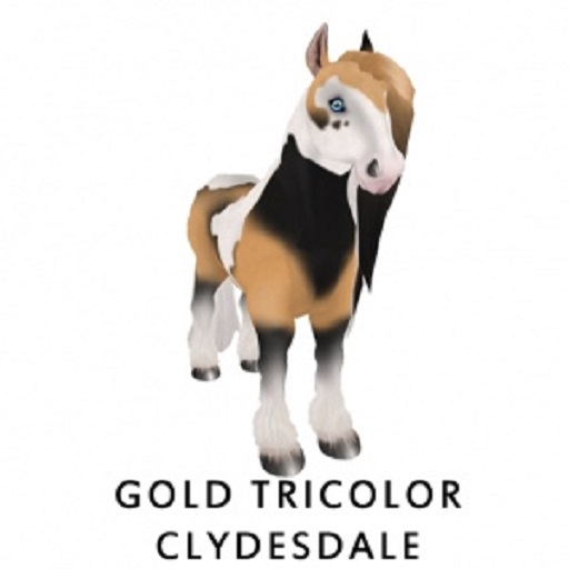Gold Tricolor ClydesdaleF