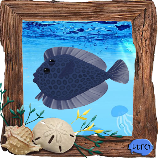 (7S) Common Fish: Blue Flounder