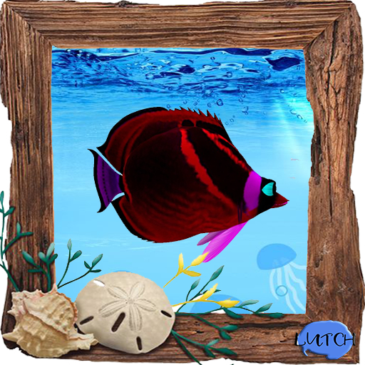 (7S) Common Fish: Red Raccoon Fish