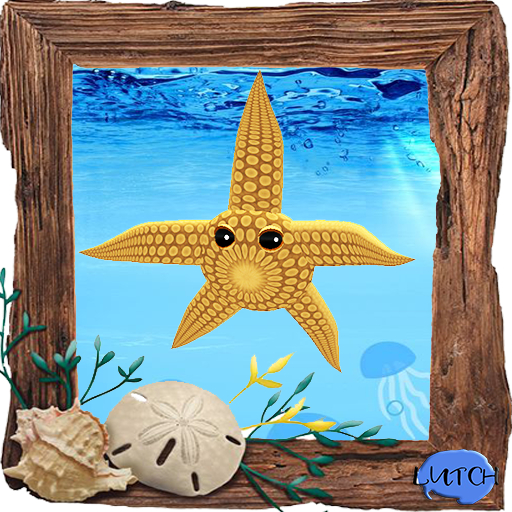 (7S) Common Stuff: Orange Starfish