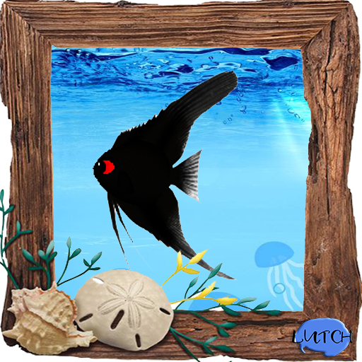 (7S) Common Fish: Sooty Angelfish