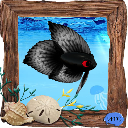 (7S) Common Fish: Black Betta