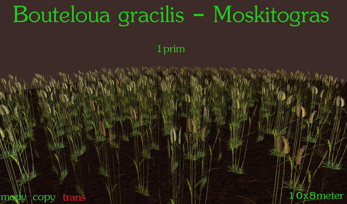 Bouteloua gracilis - Moskitogras