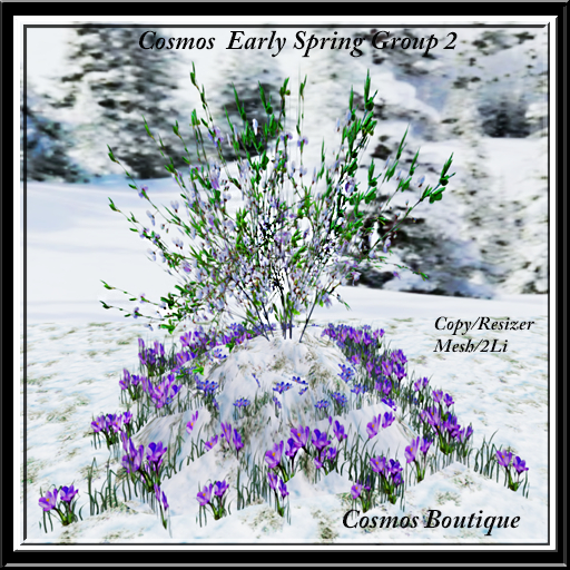 Cosmos  Early Spring Group 2 BOX
