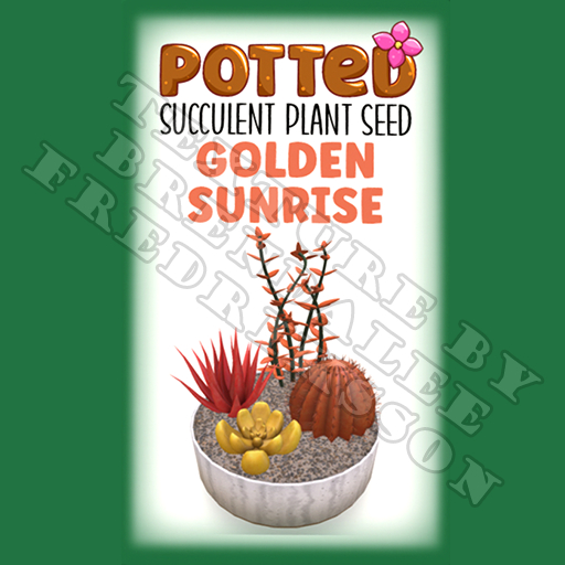 Potted: Succulent Plant Seed: Golden Sunrise (ACTUAL PLANT SEED) - Retired!