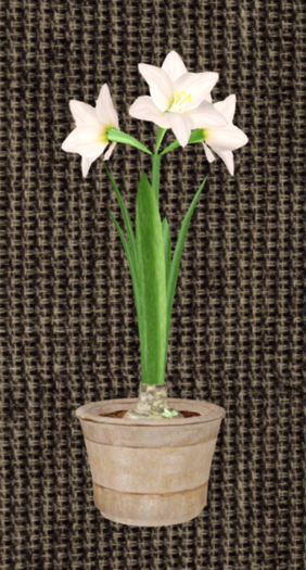 White Potted Amaryllis