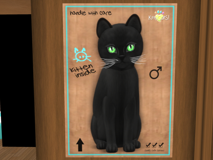 KittyCatS Box - New Born Kitten