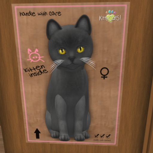 KittyCatS Box - New Born Kitten