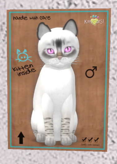 KittyCatS Box - New Born Kitten