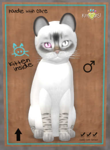 KittyCatS Box - New Born Kitten