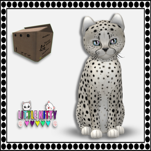 KittyCatS Box - Cheetah! - Maltese Black Chinchilla F
