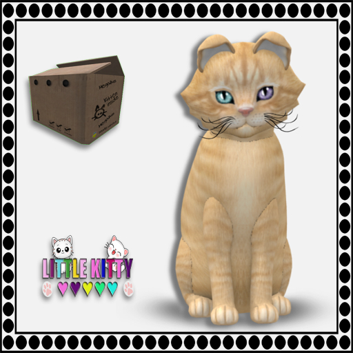 KittyCatS Box - European Shorthair - Croissant/OdyCosmos F