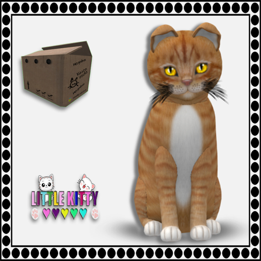 KittyCatS Box - European Shorthair - Ginger Snap M