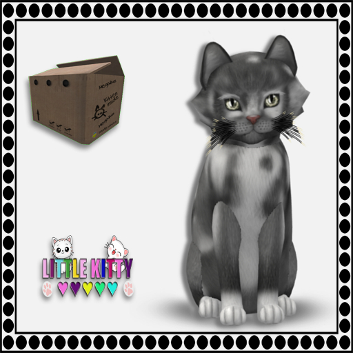 KittyCatS Box - European Shorthair - Grey & White No. 1 M