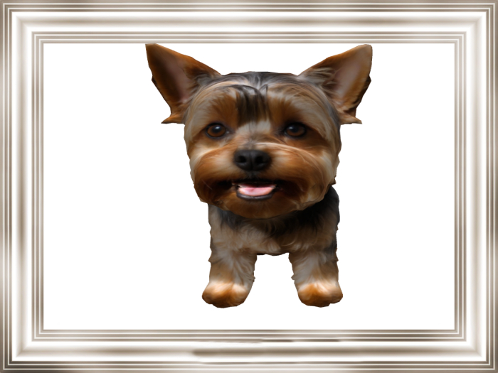 HB: Yorkshire Terrior (yorkie) FULL PERM