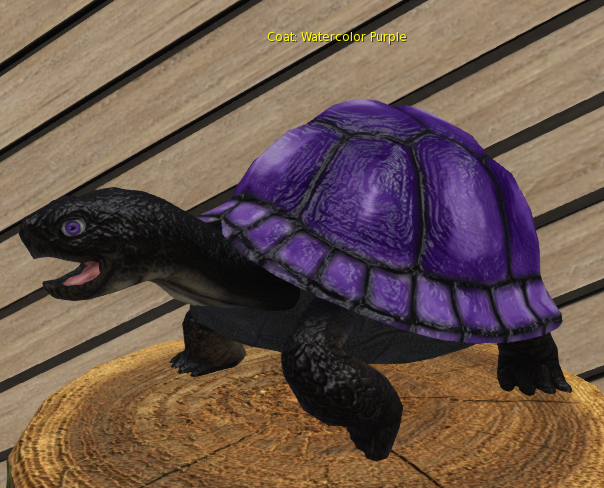Foxtrot Box Turtle Breedable Large Male Watercolor Purple