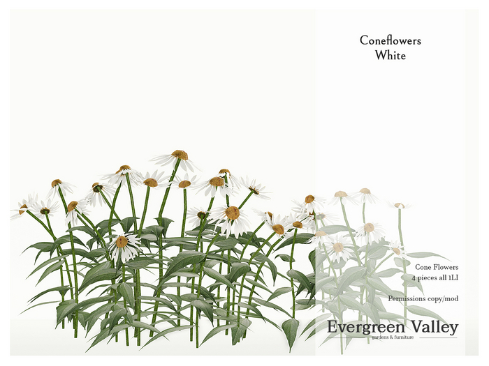 Coneflowers White