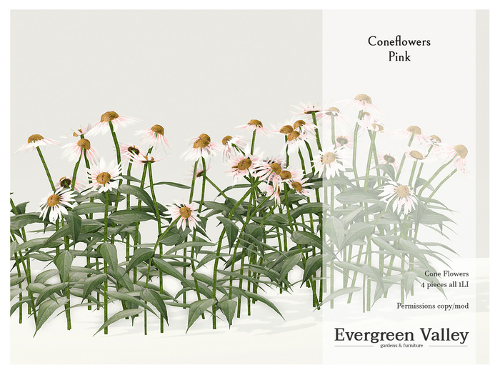 Coneflowers Pink