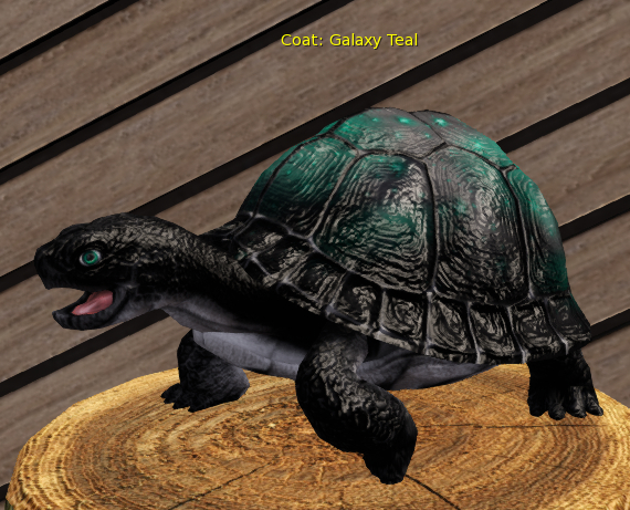 Foxtrot Box Turtle Breedable Teacup Male Galaxy Teal