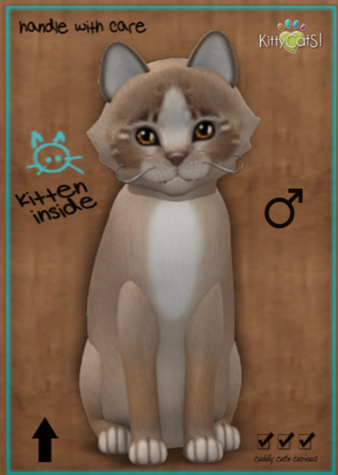 KittyCatS Box - New Born Kitten