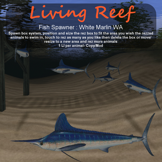 Inochi Reef - White Marlin WA