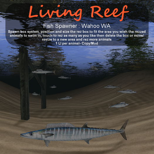 Inochi Reef - Wahoo WA