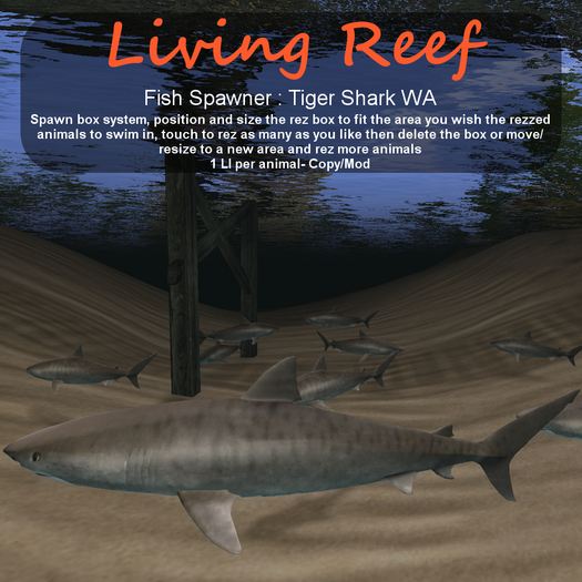 Inochi Reef - Tiger Shark WA
