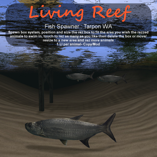 Inochi Reef - Tarpon WA