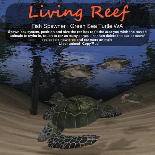 Inochi Reef - Green Sea Turtle WA