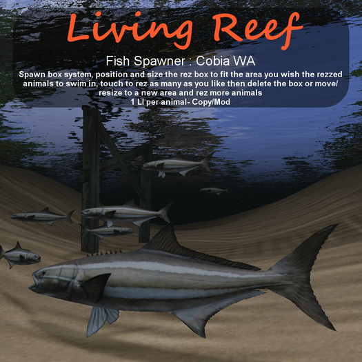 Inochi Reef - Cobia WA