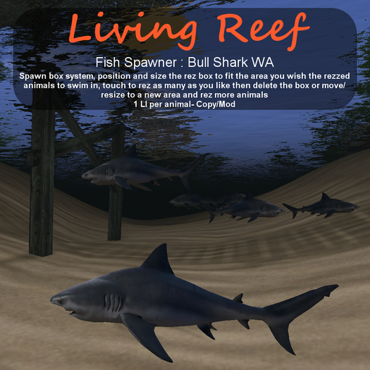 Inochi Reef - Bull Shark WA