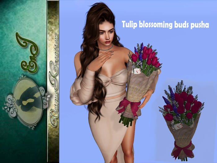 Tulip blossoming buds pusha
