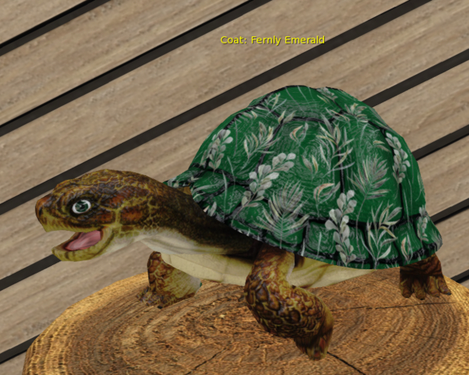 Male Teacup Breedable Foxtrot Box Turtle Fernly Emerald