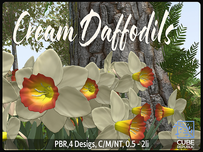 PBR Daffodils Cream spring flowers  