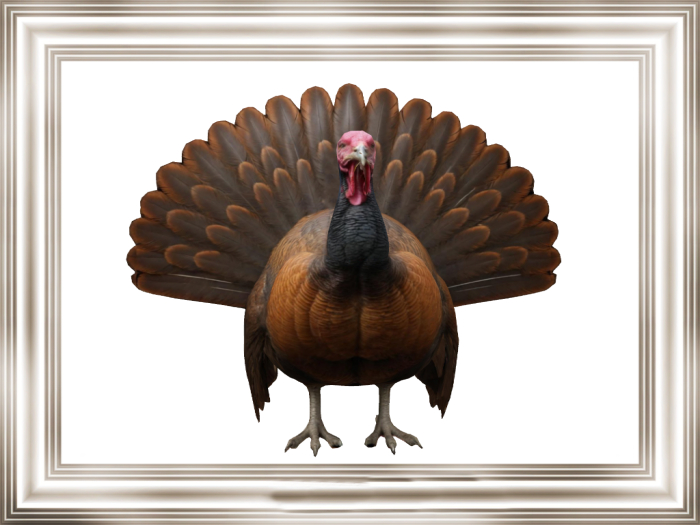 HB: Turkey Fan Tail FULL PERM