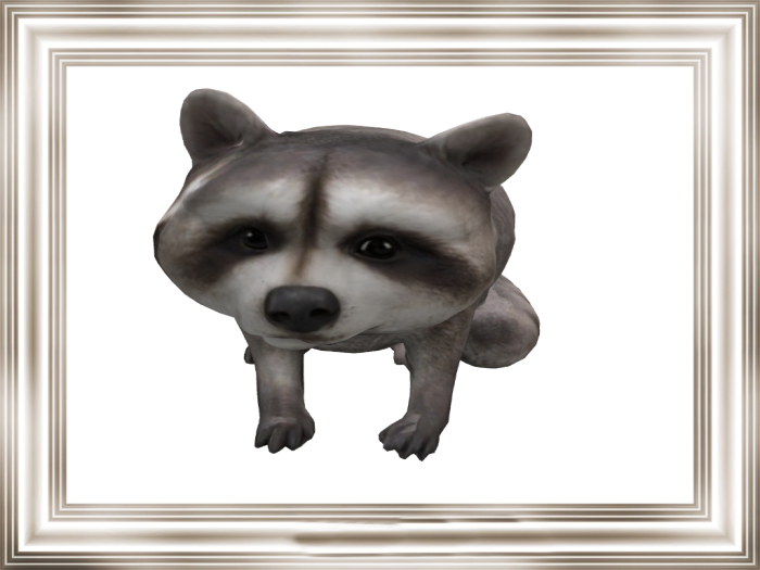 HB: Racoon FULL PERM