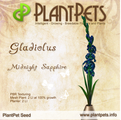 PlantPet Seed [Gladiolus *Midnight Sapphire*] Rare