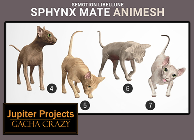 SEmotion Libellune Sphynx Mate Animesh COMMON 05