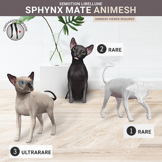 SEmotion Libellune Sphynx Mate Animesh RARE 01