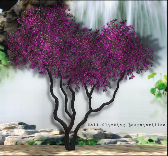 Wall Climbing Bougainvillea