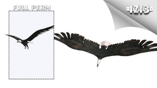 Mesh Eagle 9 impact Full perm