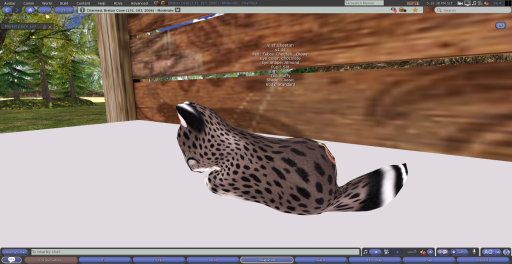 Stray Cats Kitten - 3T Cheetah (F)